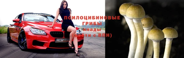 гашик Алексин